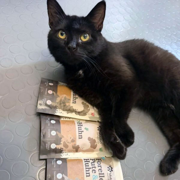 katze-katzenfutter-nachhaltig