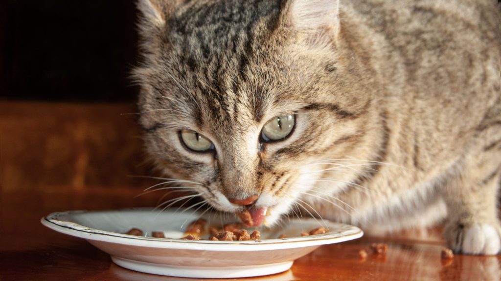 katzenfutter wechsel tipps