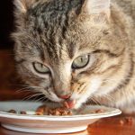 cat food change tips