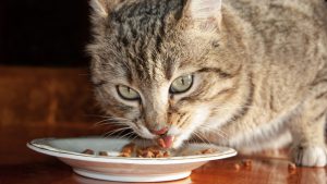 katzenfutter wechsel tipps