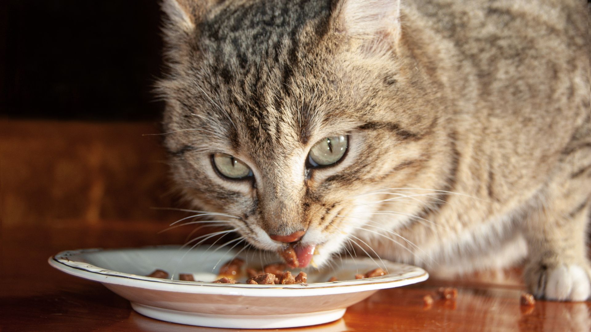 cat food change tips
