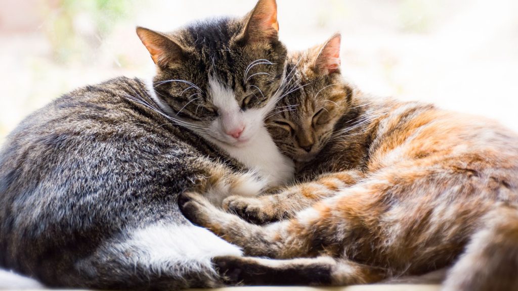 wie viel katzenfutter