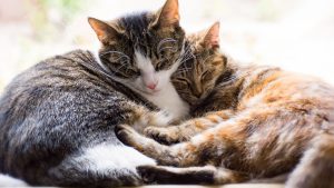 wie viel katzenfutter