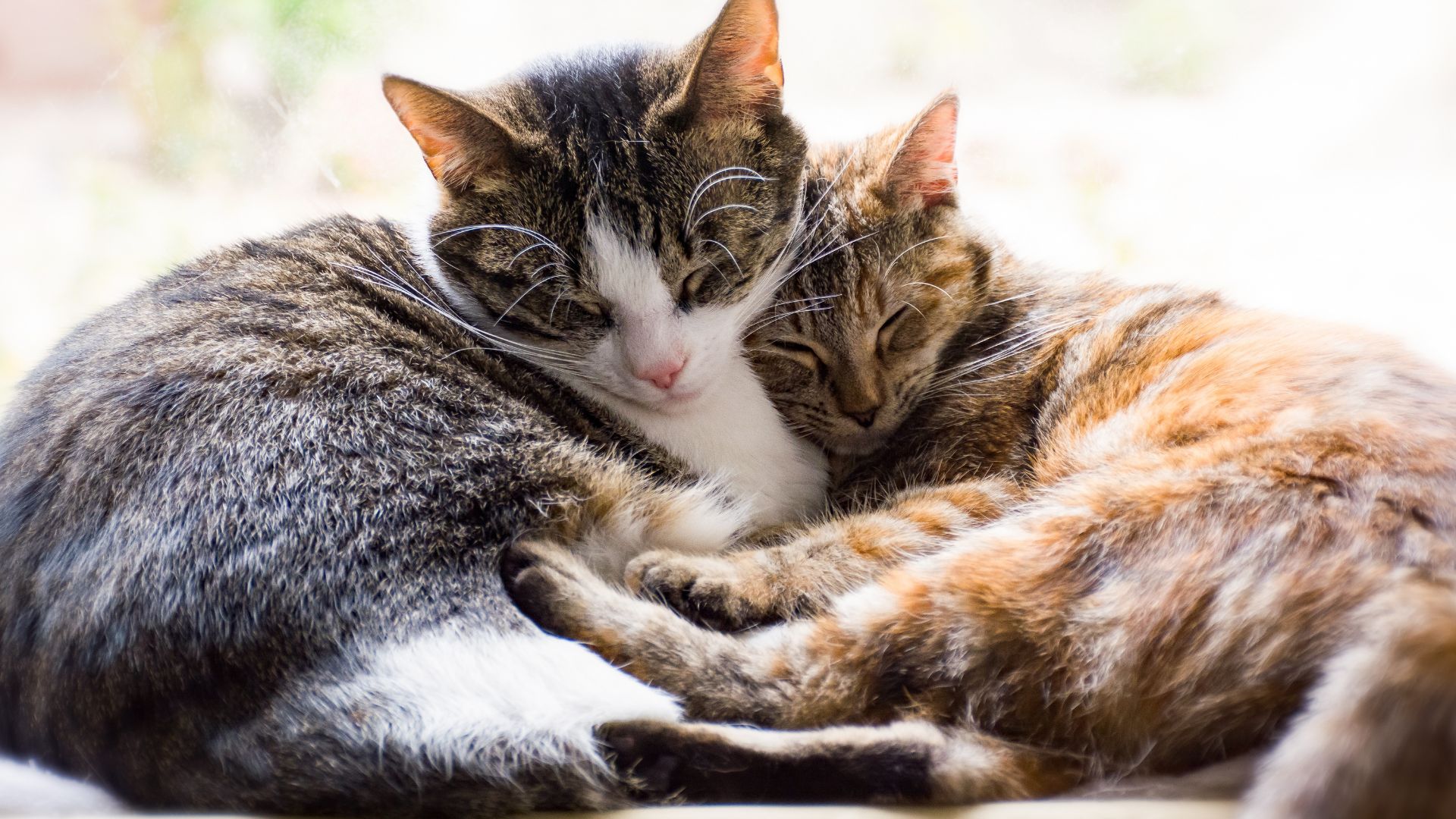 wie viel katzenfutter